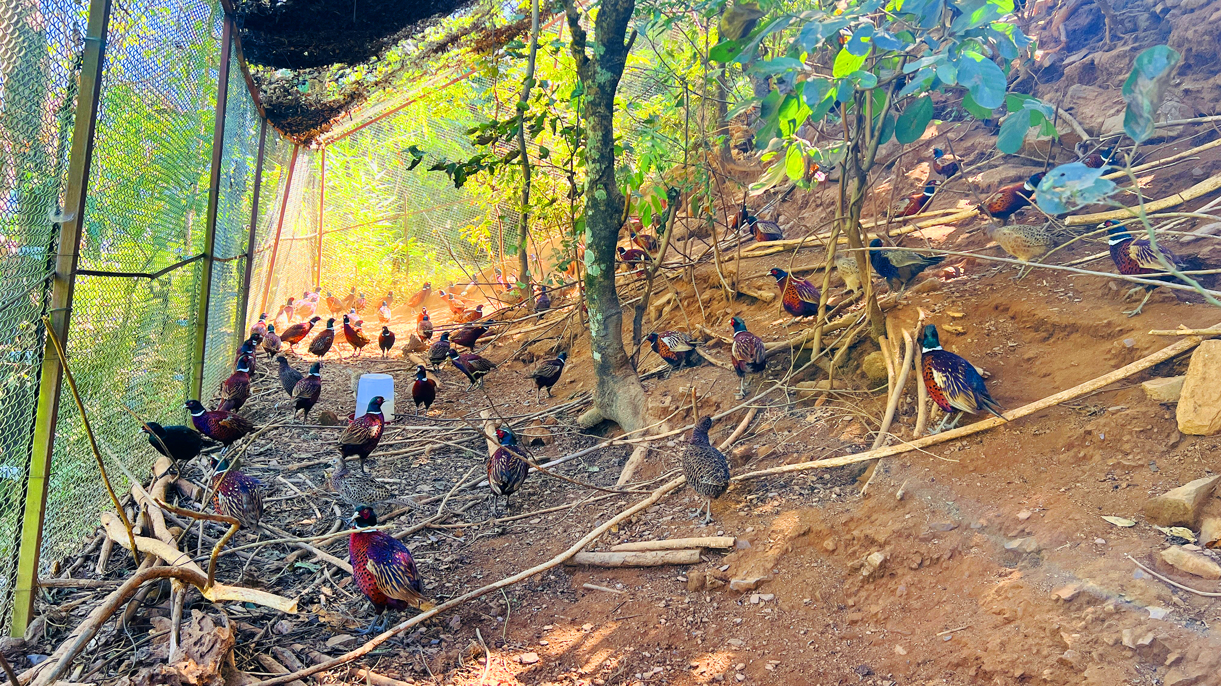 वनकुखुरा पाल्न ५० लाख लगानी, कमाइ कति ?