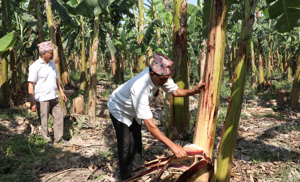 बजारमा केराको भाउ आकाशियाे, किसानले भने पाएनन् उचित मूल्य