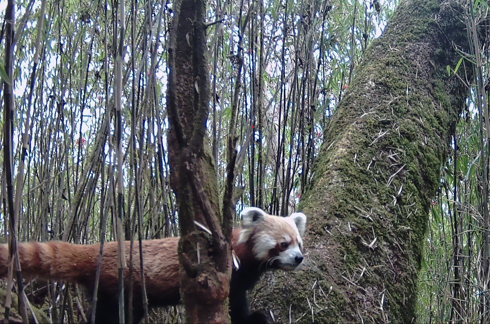 धवलागिरिका जलजला, मुना र मरेनी क्षेत्रमा थप रेडपाण्डा भेटिए