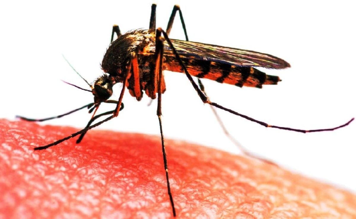 जापानिज इन्सेफ्लाइटिस संक्रमण बढ्दै, देशभर ३१ जनाको मृत्यु