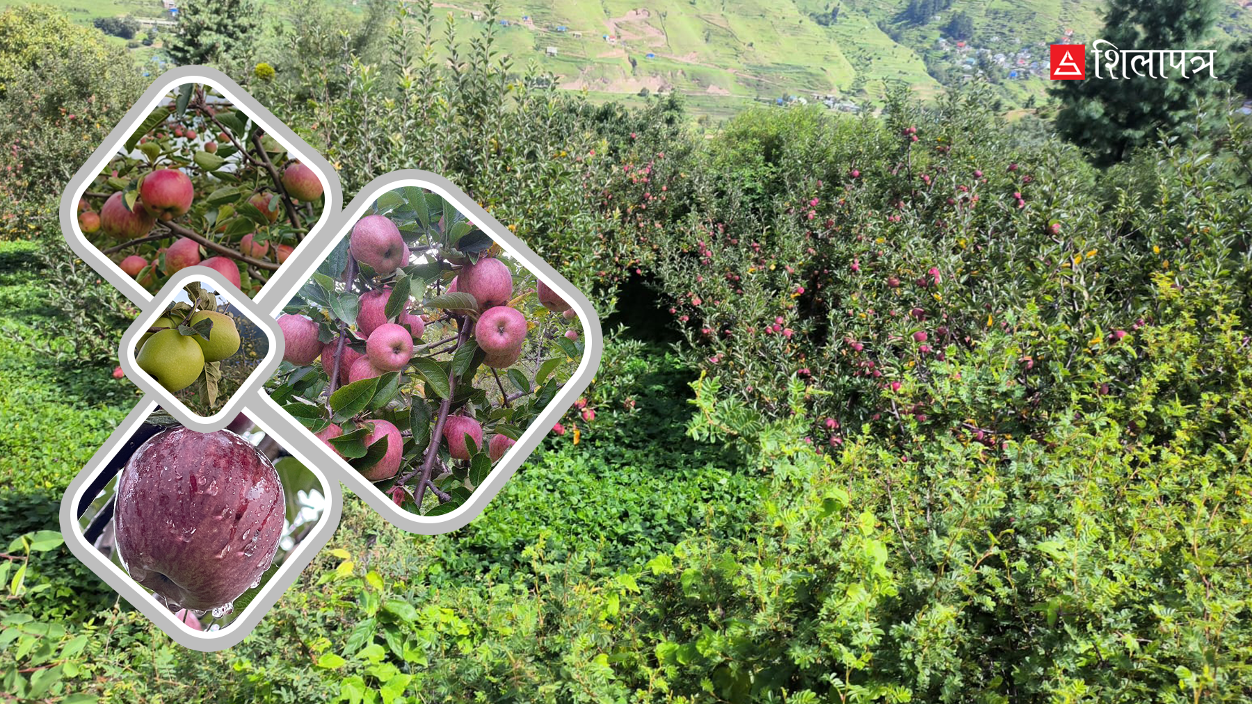 जुम्लाको स्याउले बदलिँदै छ कर्णालीको पहिचान