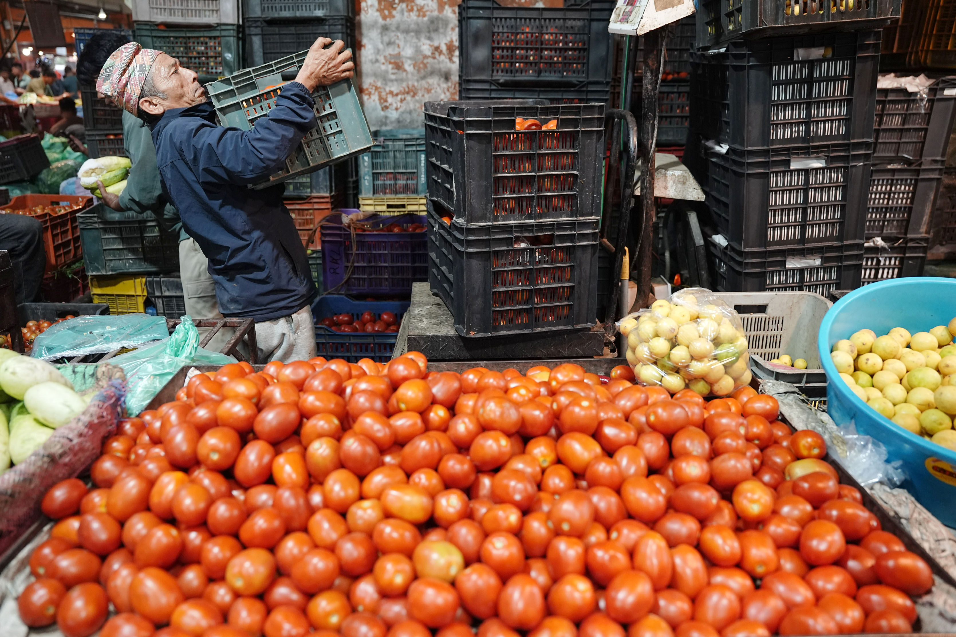 किसानको आन्दोलनपछि गोलभेँडा उपत्यकाबाहिर पठाउन थालियो (तस्वीरहरू)
