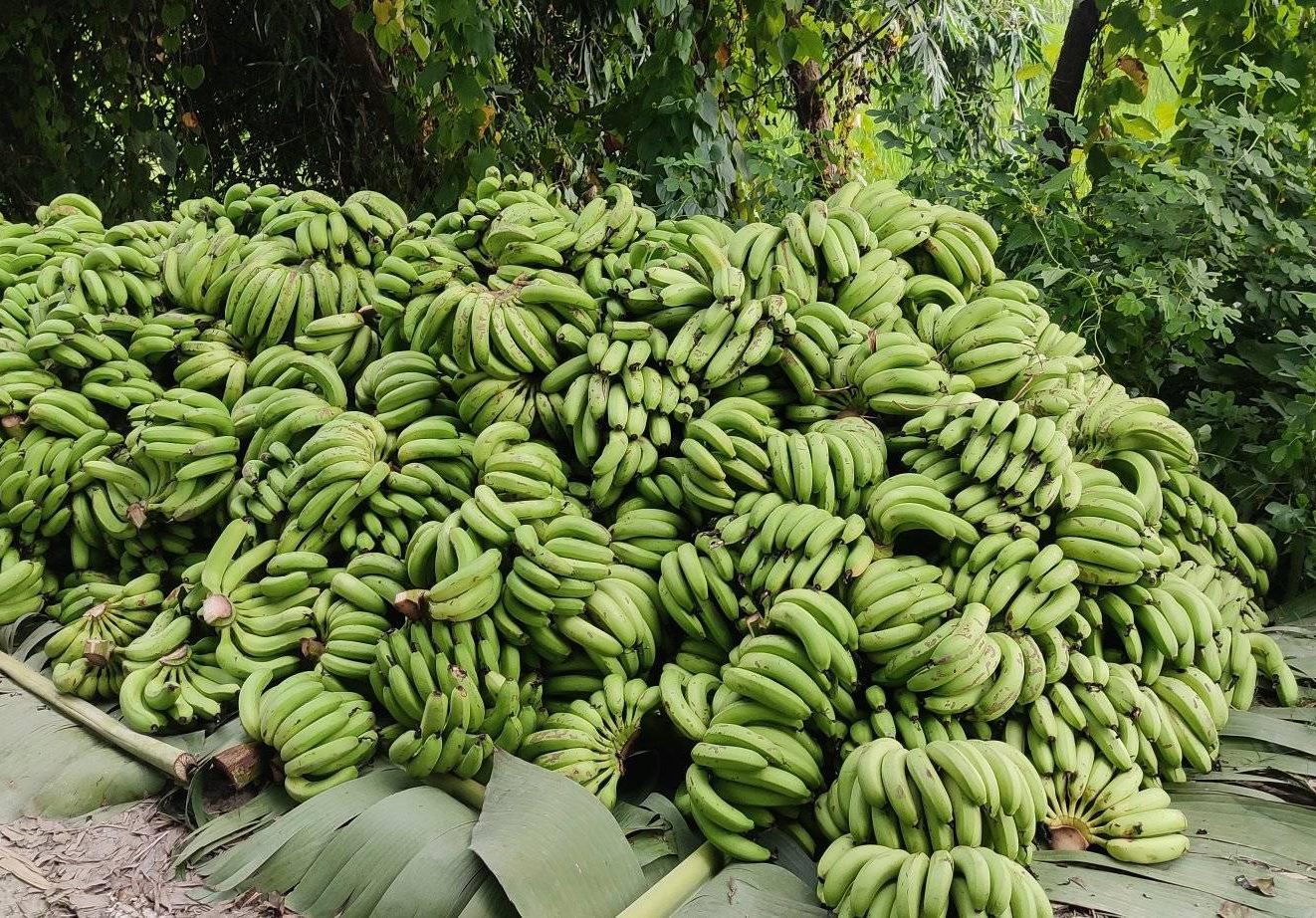 केरा बजारमा बिचाैलियाको रजगज, सरकार रमिते