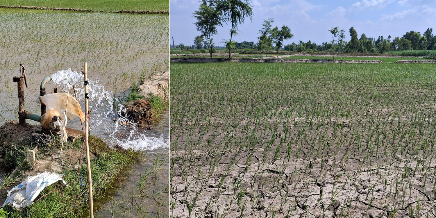 धान जोगाउन खेलमा मोटरबाट सिँचाइ, करेन्ट लागेर ज्यान गुमाउँदै किसान 