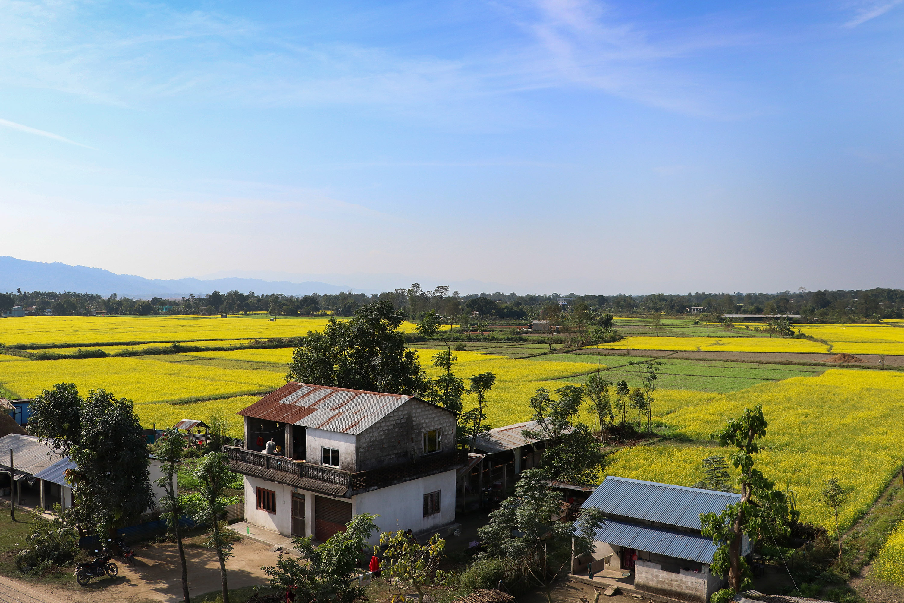 नवलपरासीका विभिन्न स्थानमा फुलेको तोरी (तस्वीरहरू)