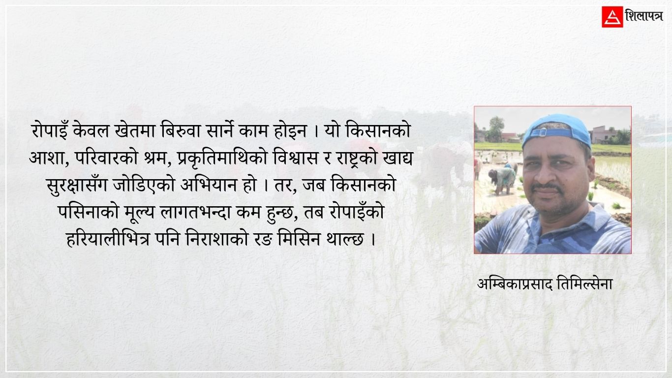 रोपाइँको यथार्थ : किसानको आशा, जलवायुको चुनौती र लागतको पीडा