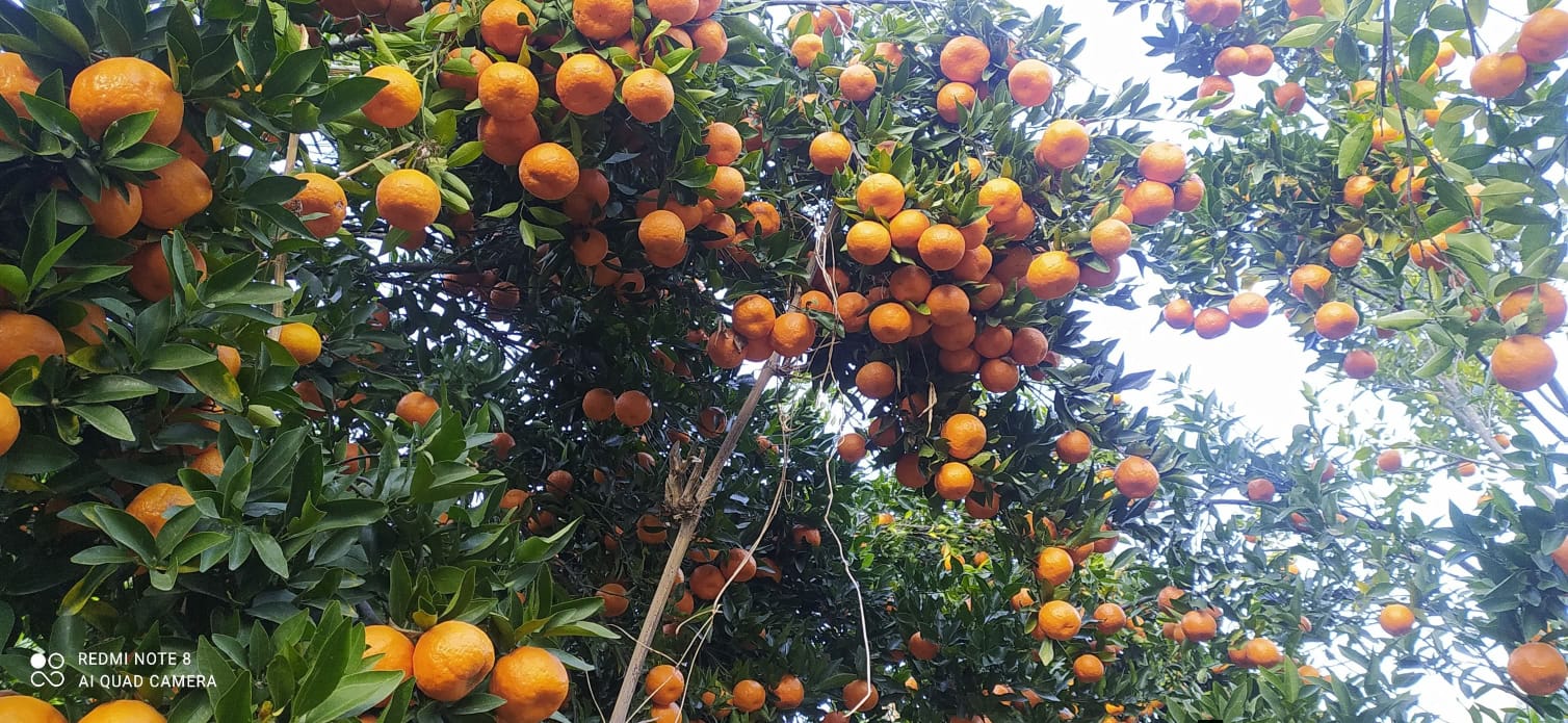 पर्वतबाट ३२ करोडको सुन्तला निर्यात