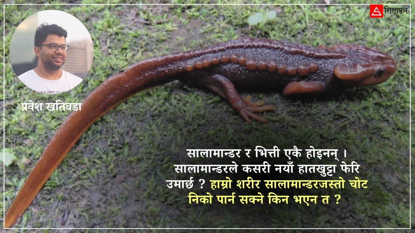तपाईंलाई थाहा छ ! माईपोखरीको थकथके, जसको खुट्टा काटिए फेरि पलाउँछ