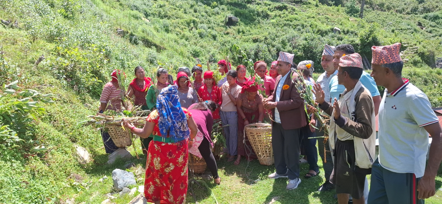 झाडी फाँडेर घाँस खेती, घरघरमा बाख्रापालन    