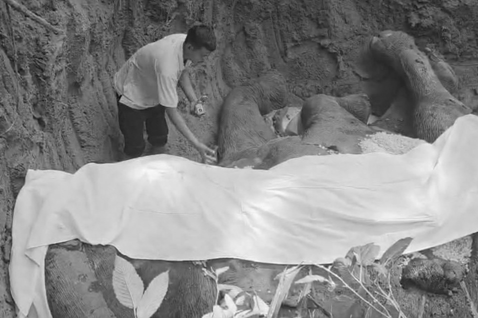 विद्युत्‌काे तारमा बेरिएर जंगली हात्ती ‘रोनाल्डो’को मृत्यु, धार्मिक विधिअनुसार अन्त्येष्टि
