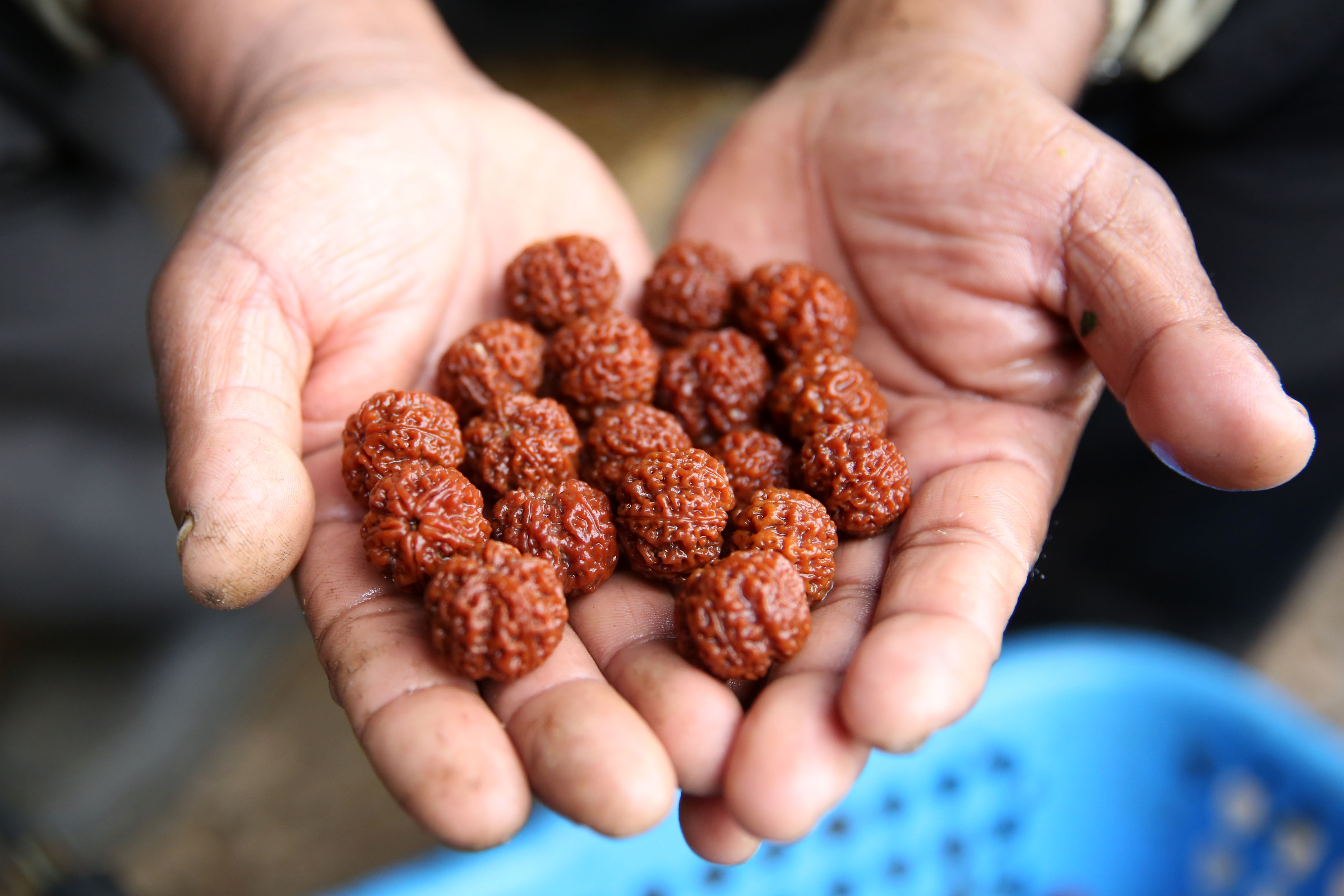 भोजपुरका किसानको आम्दानीको प्रमुख स्रोत बन्यो रुद्राक्ष खेती, एक अर्ब बढी आम्दानी (तस्वीरसहित)