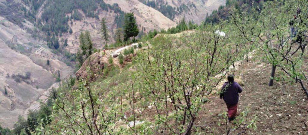 सात हजार किसानको १६ करोडभन्दा बढीको स्याउ नष्ट, साथमा बीमा कम्पनी न सरकार