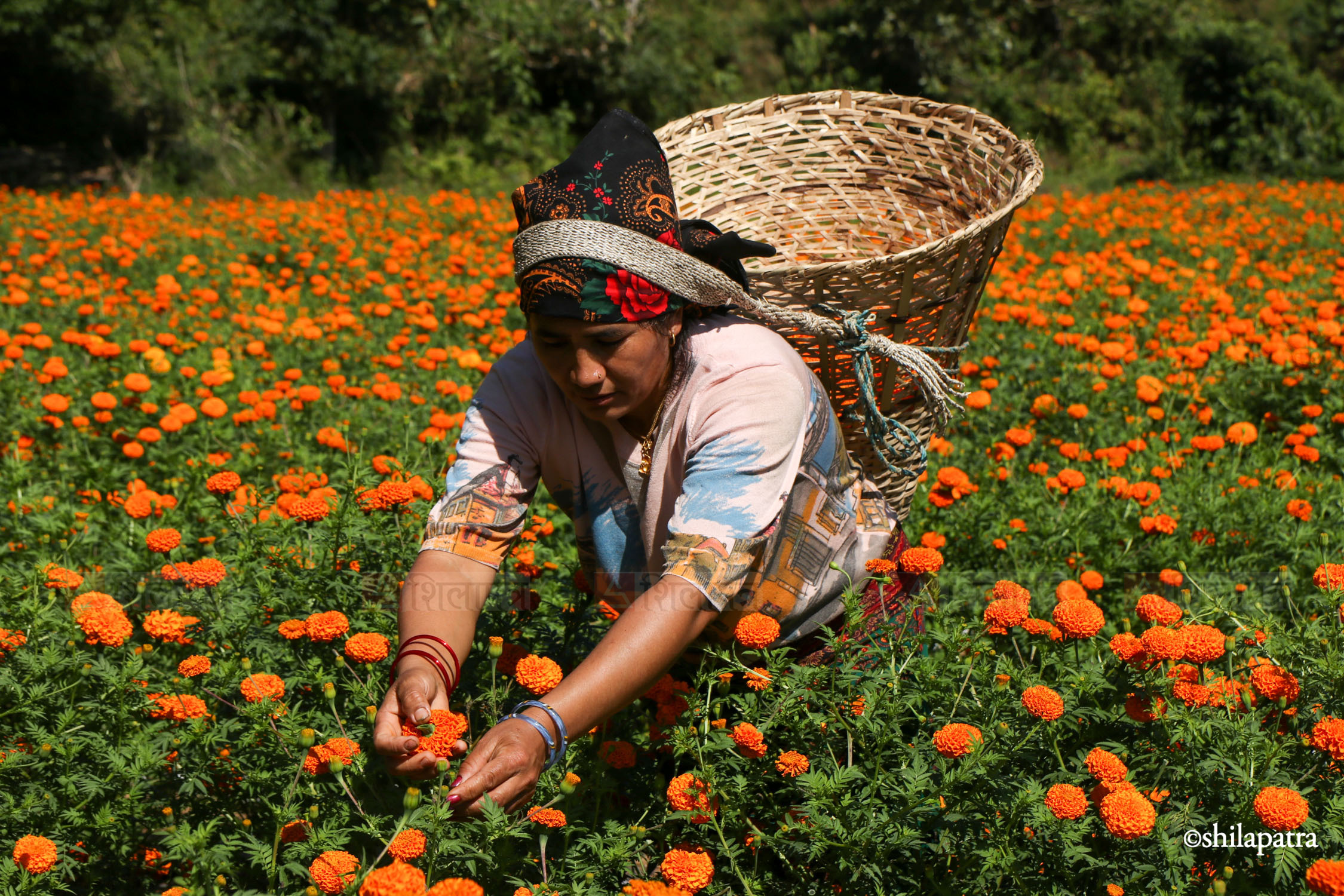 तिहार नआउँदै फुल्यो सयपत्री, चिन्तामा किसान (तस्वीरहरू)