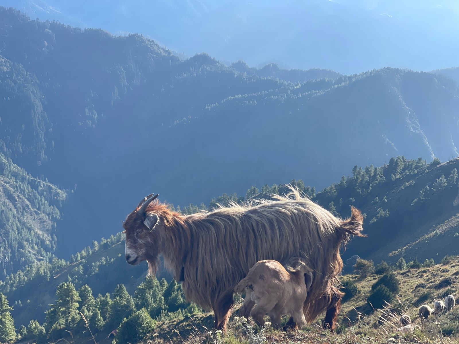 मुगुको सोरुमा अज्ञात रोग फैलिँदा २ सयभन्दा बढी भेडाबाख्रा मरे