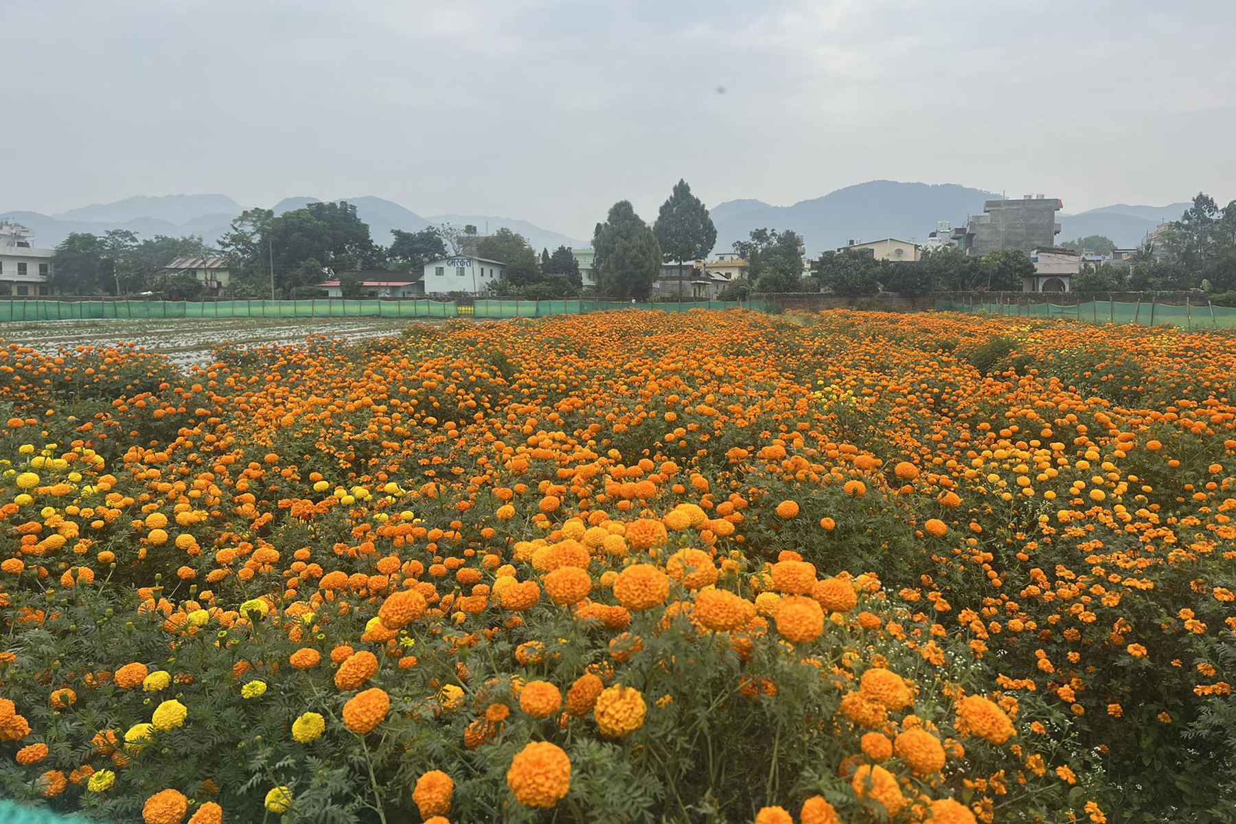 तिहारमै बिकेन फूल, किसान निराश