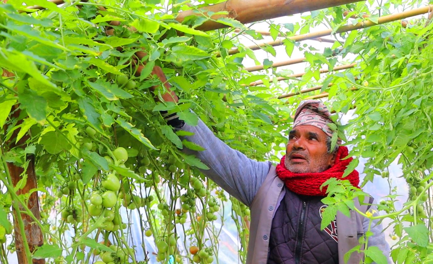 सागसब्जी फलाएर जीविकोपार्जन  