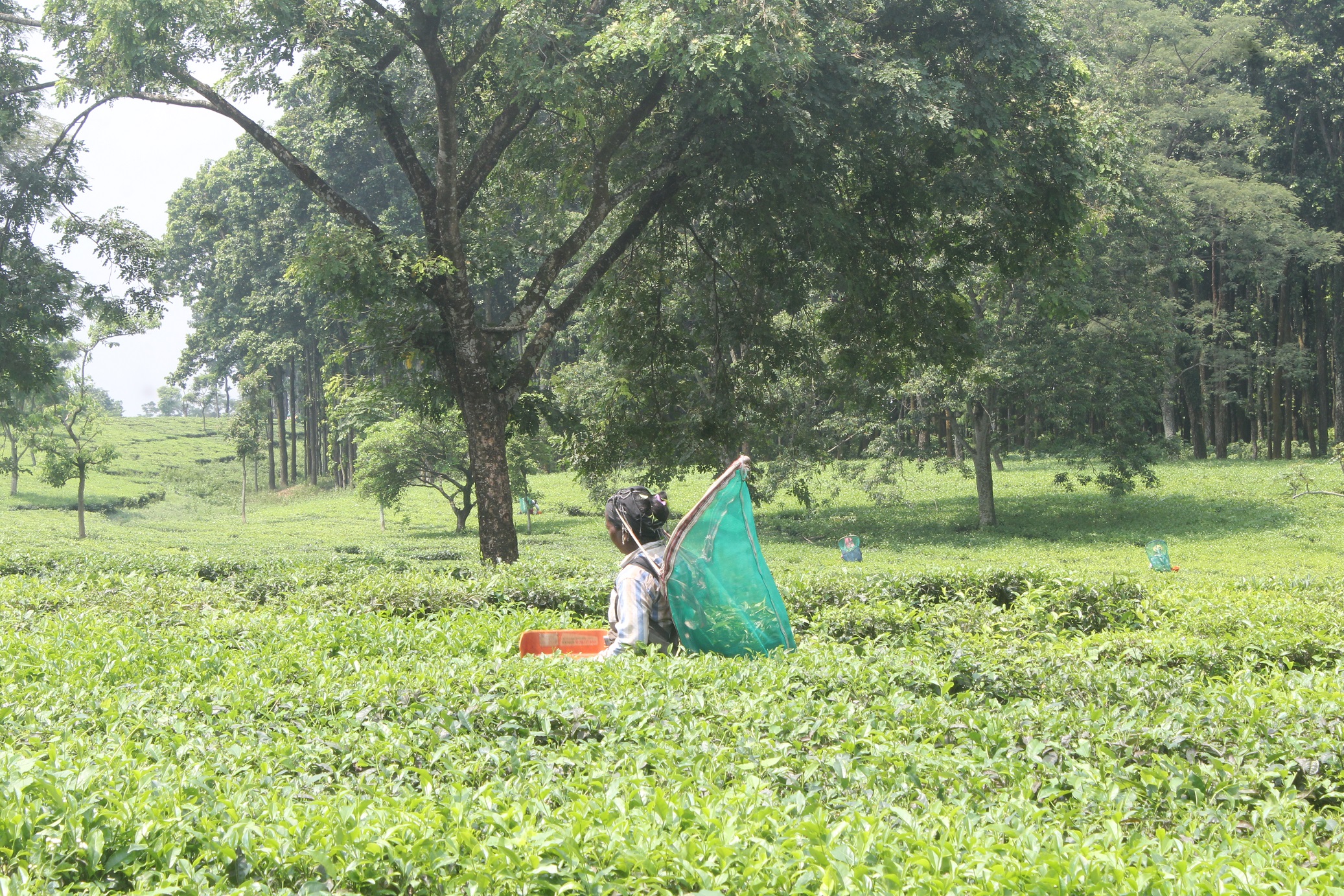 व्यापारिक घरानाको चिया बगानलाई अनुदानको मल दिने सरकारको निर्णय, किसानलाई छैन