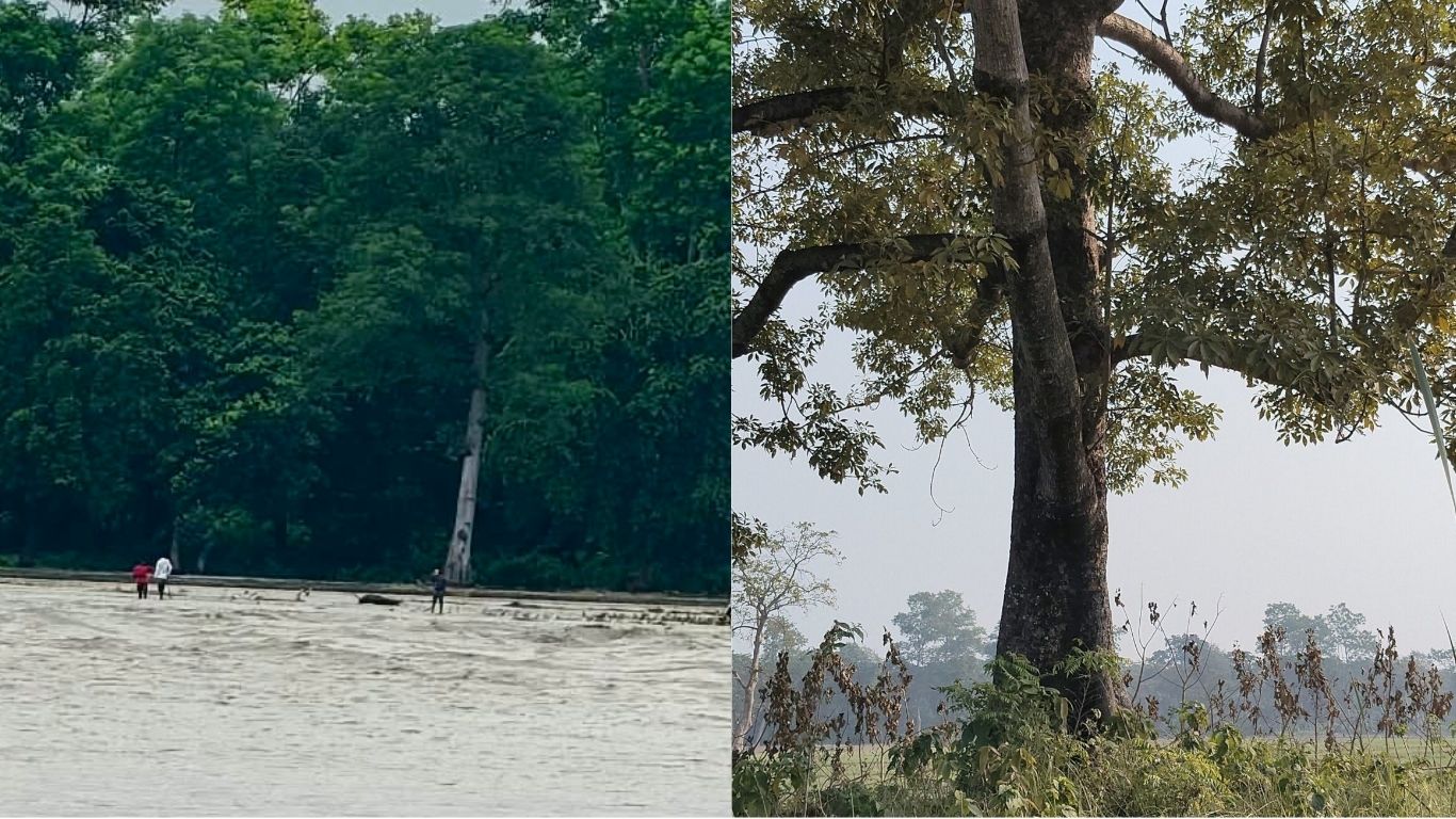 सुस्ताको सांकेतिक 'सीमा चिह्न' सिमलको रुख बाढीले ढाल्यो