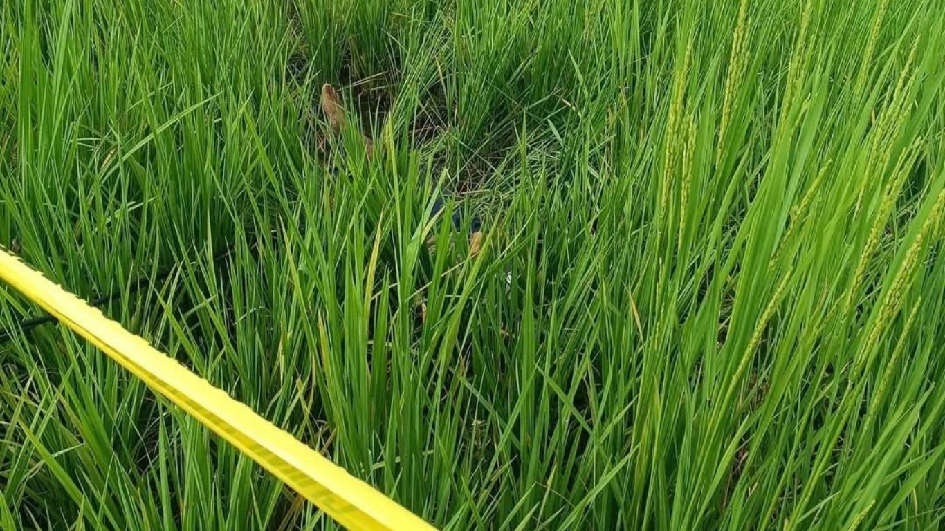 गुल्मीमा खेतमा पानी लगाउन गएका युवकको करेन्ट लागेर मृत्यु