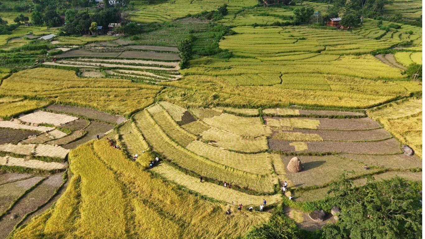 दसैँ एकातिर, धान भित्र्याउने चटारो अर्कातिर