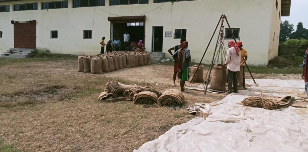 कैलालीमा खाद्य कम्पनीले सुरु गर्‍यो धन खरिद, किसानलाई राहत