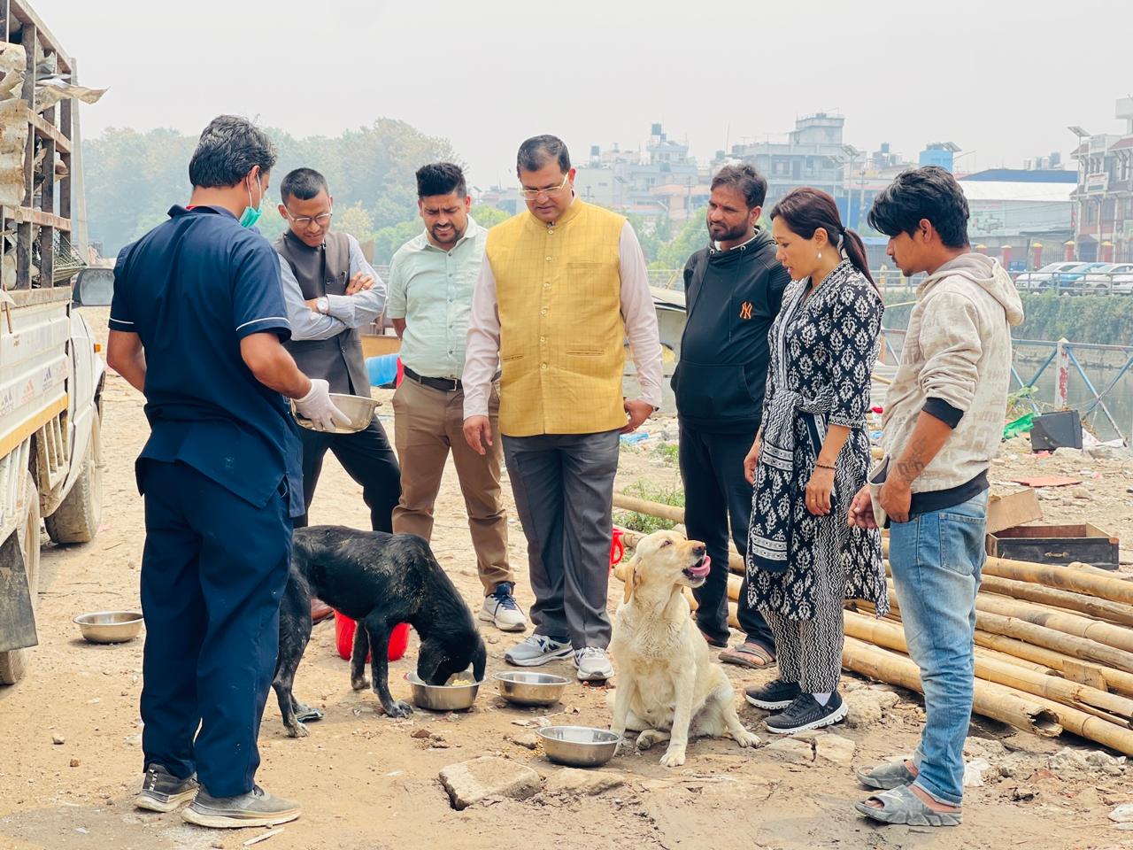 सुकुम्बासी बस्तीका घरपालुवा जनावरको बिचल्ली, संघसंस्थाले खुवाउँदै छन् खाना [तस्वीरहरू]