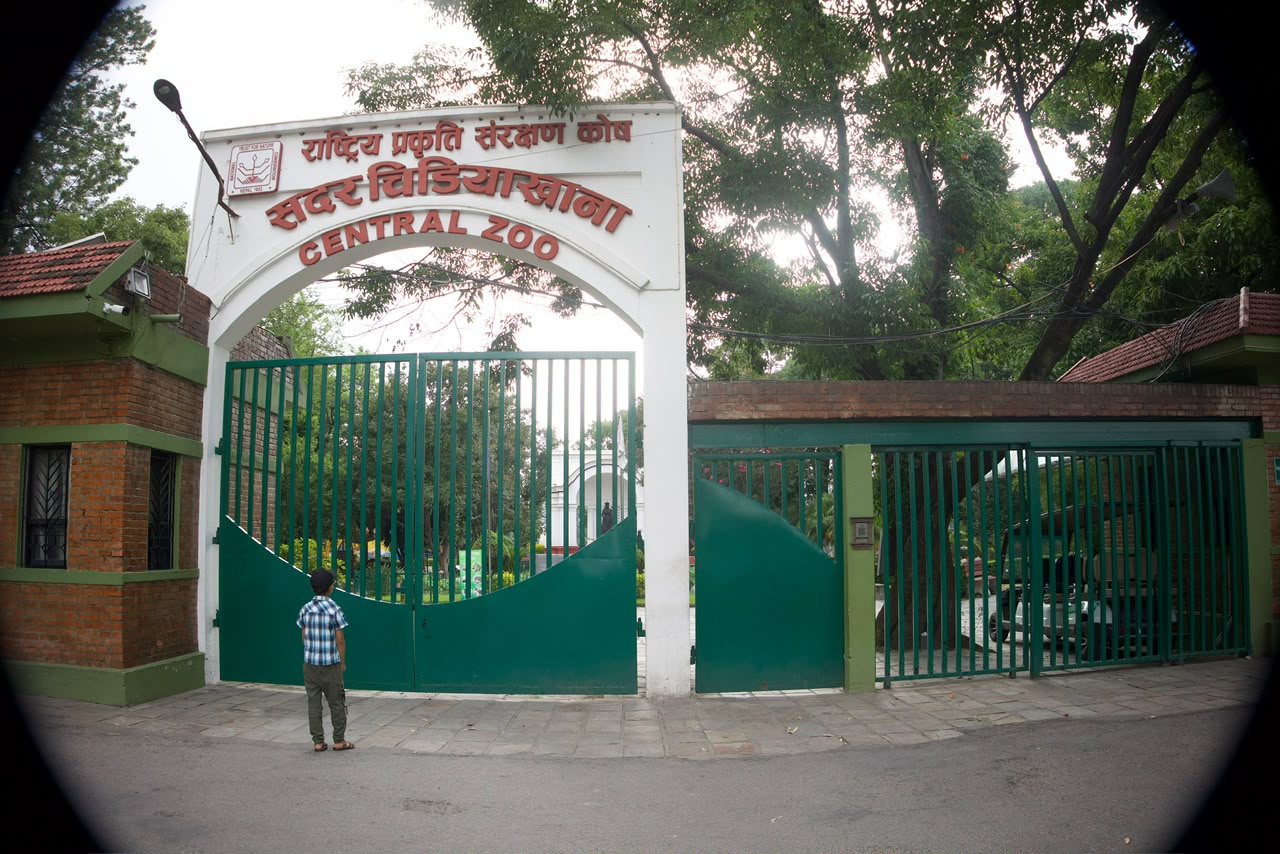बर्ड फ्लु संक्रमण लुकाएको आरोपमा चिडियाखाना प्रमुख साह छानबिनमा