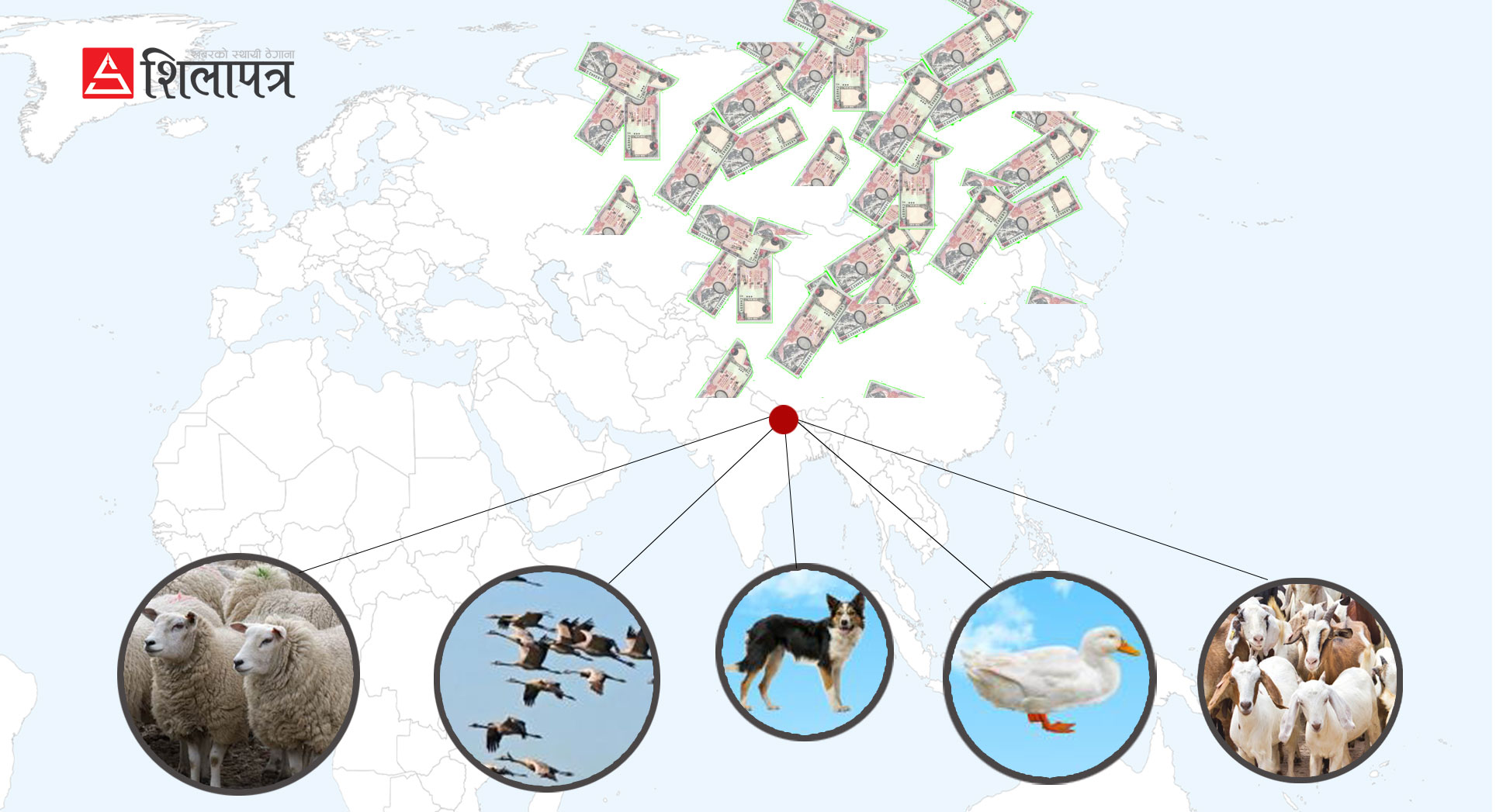 जिउँदा पशुपन्छी किन्न पौने २ अर्ब बाहिरियो : चीनबाट २२० भेडा, भारतबाट ५० हजार बाख्रा आयात