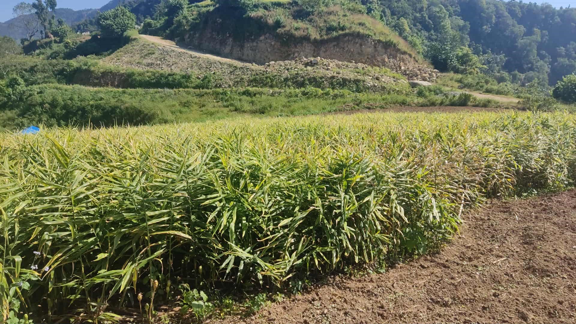 मूल्य खस्किएपछि अदुवा किसान मारमा, भन्छन्– लगानी पनि नउठ्ने भयो
