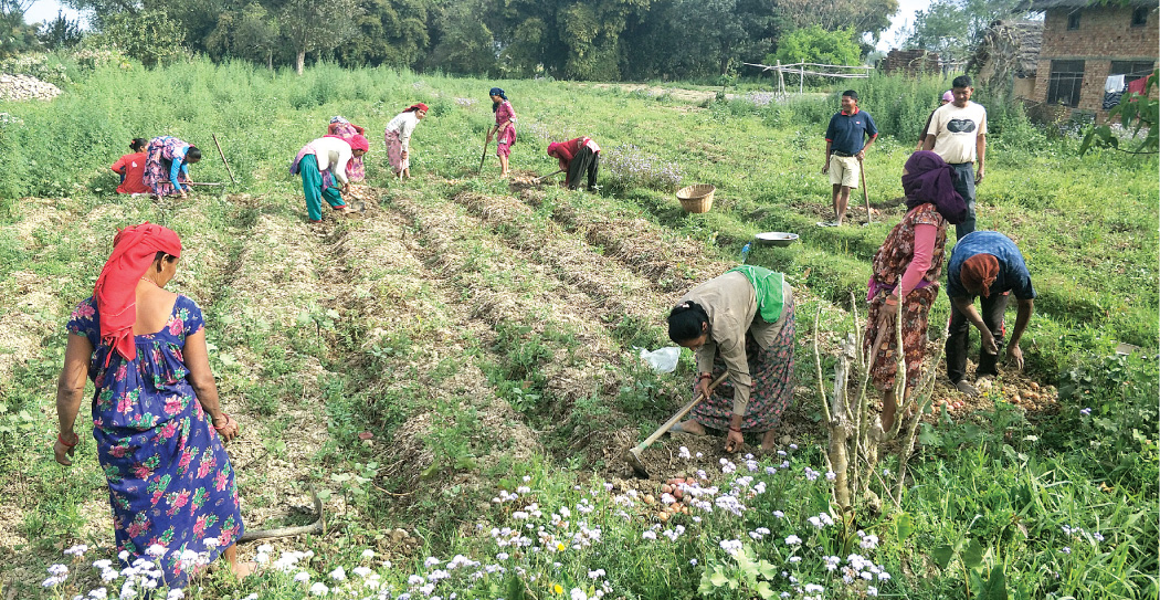 चुनावैपिच्छे ढाँटिन्छन् किसान, मल दिने पुरानै आश्वासन बाँडेर भाेट माग्दै दलहरू