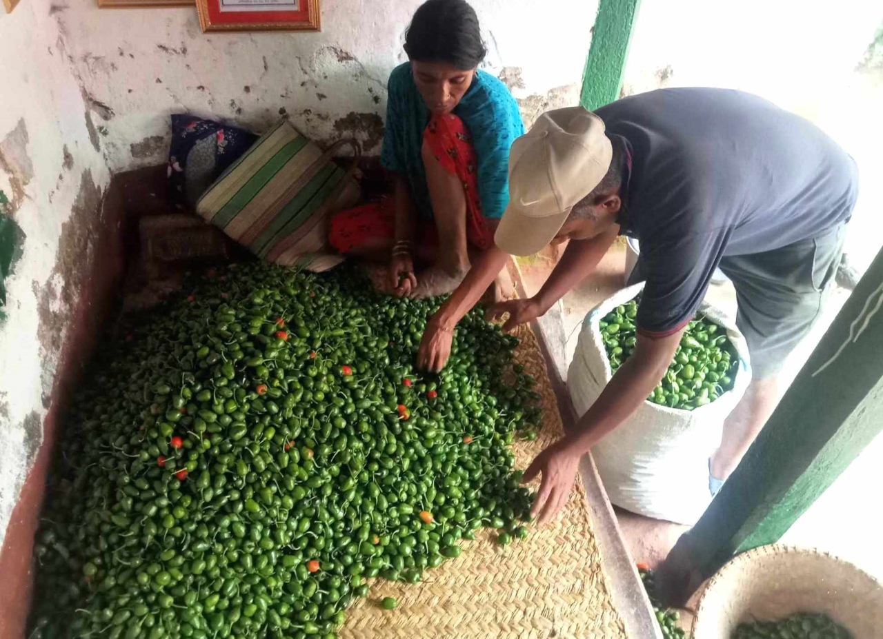 आम्दानीको स्रोत ‘अकबरे’, किसानले कमाउँछन् वार्षिक सात लाख