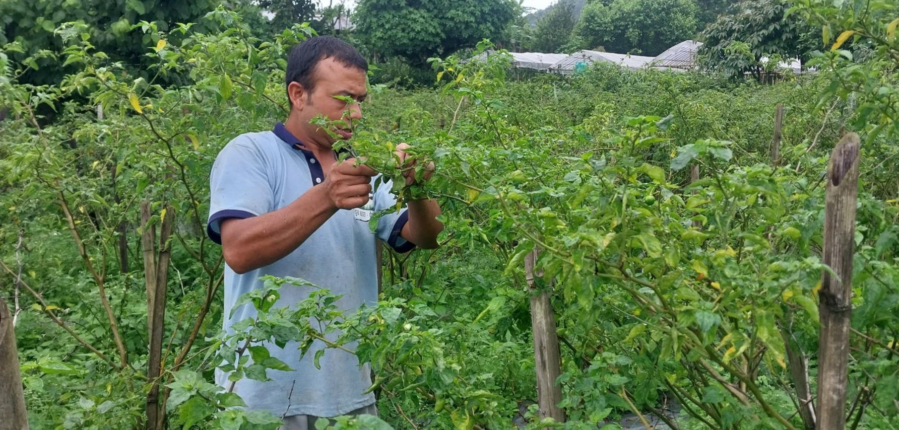 अकबरे खेतीबाट वार्षिक १५ लाख आर्जन गर्दै इलामका खड्गबहादुर
