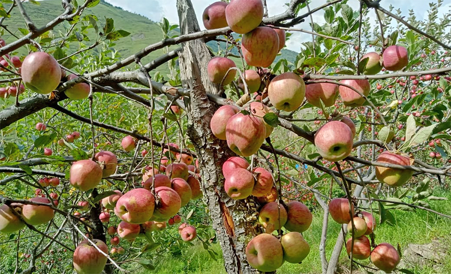 जुम्लाका किसानलाई काँचो स्याउ टिप्न प्रतिबन्ध