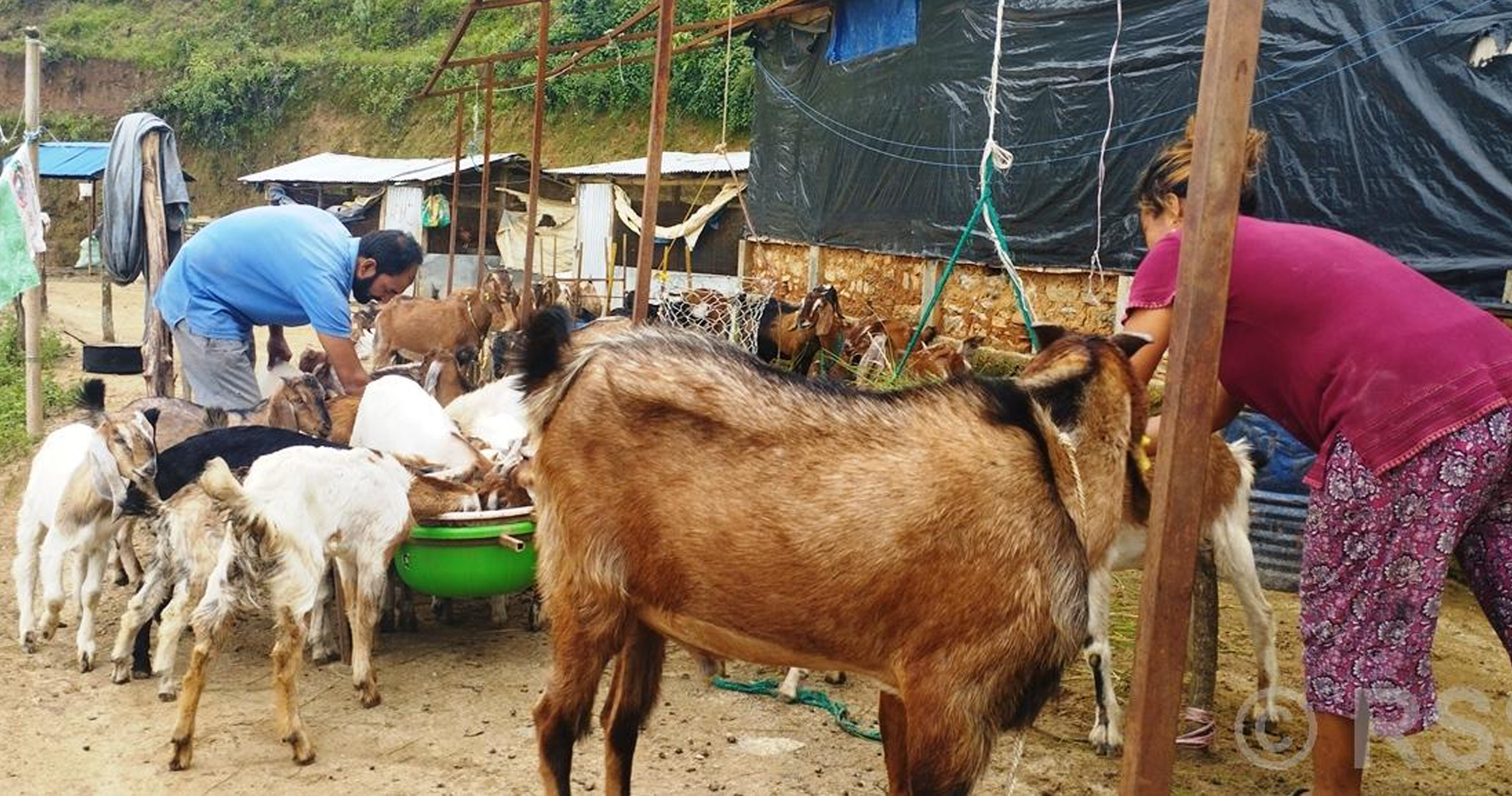 सरकारी जागिर छाडेर बाख्रापालन
