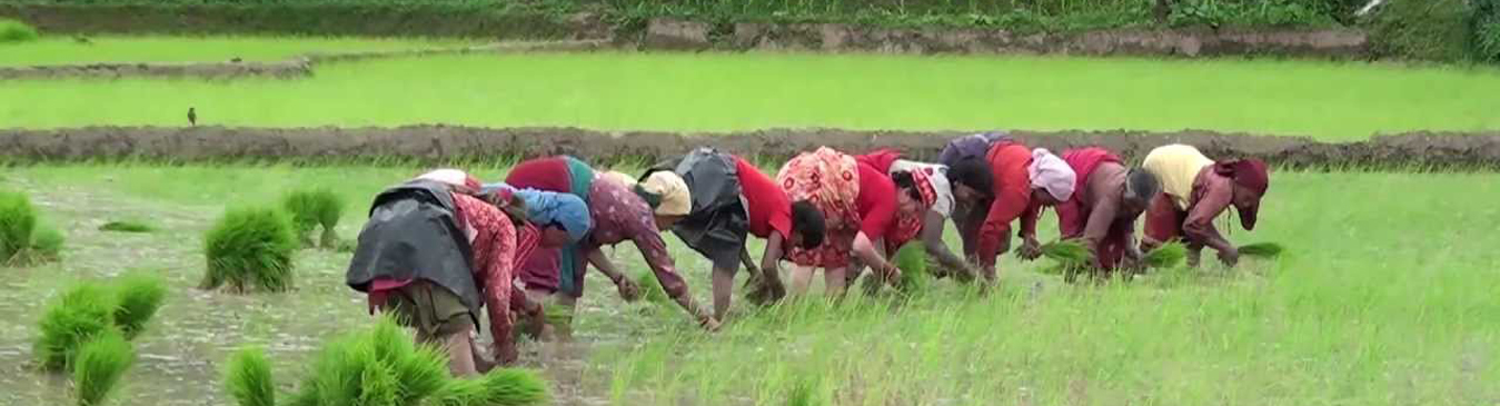 आज धान दिवस, कृषिप्रधान देशमा वार्षिक ९ लाख मेट्रिक टन धान अपुग