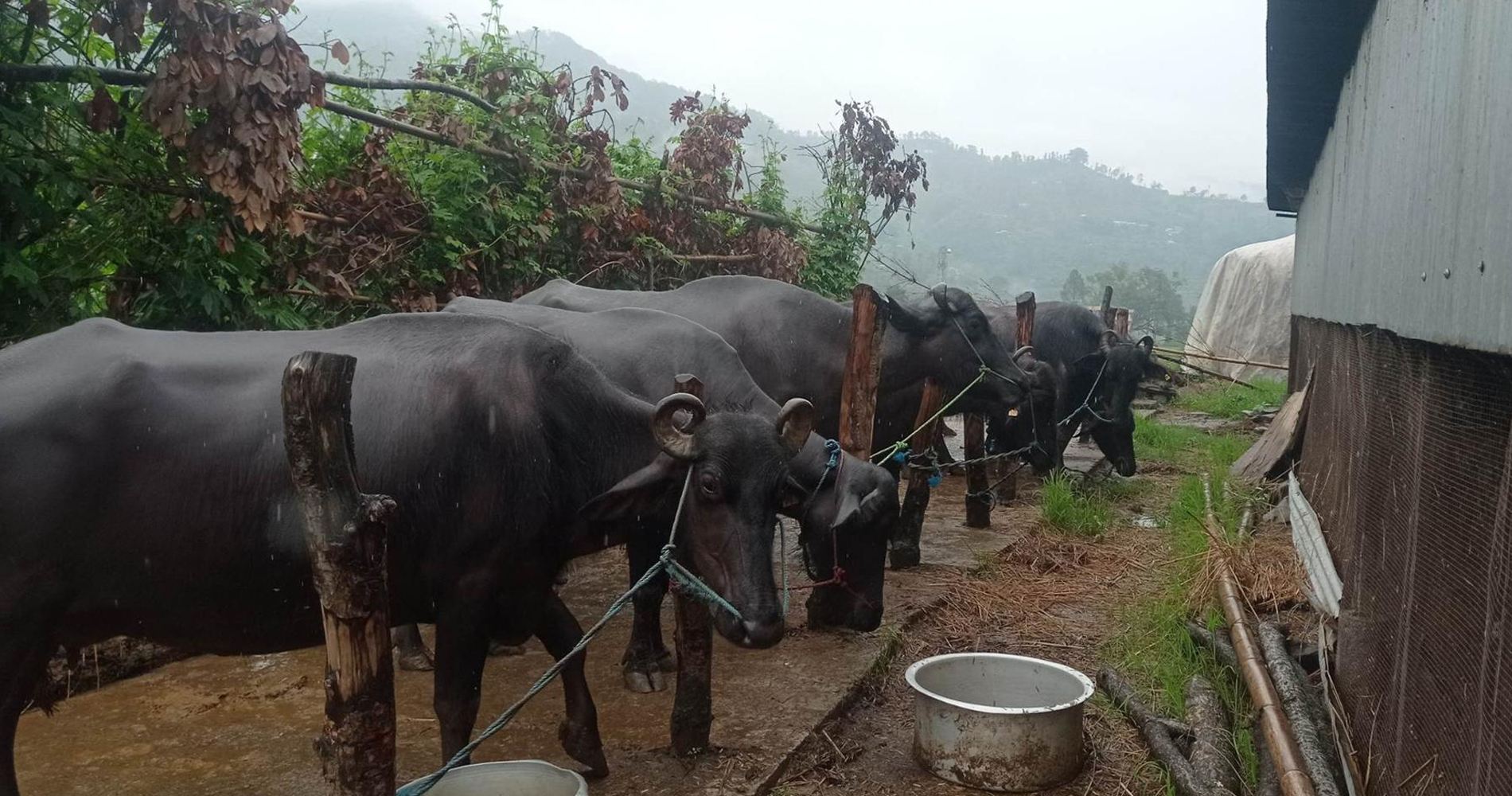 गाँउमै भैँसीपालनबाट मनग्य आम्दानी
