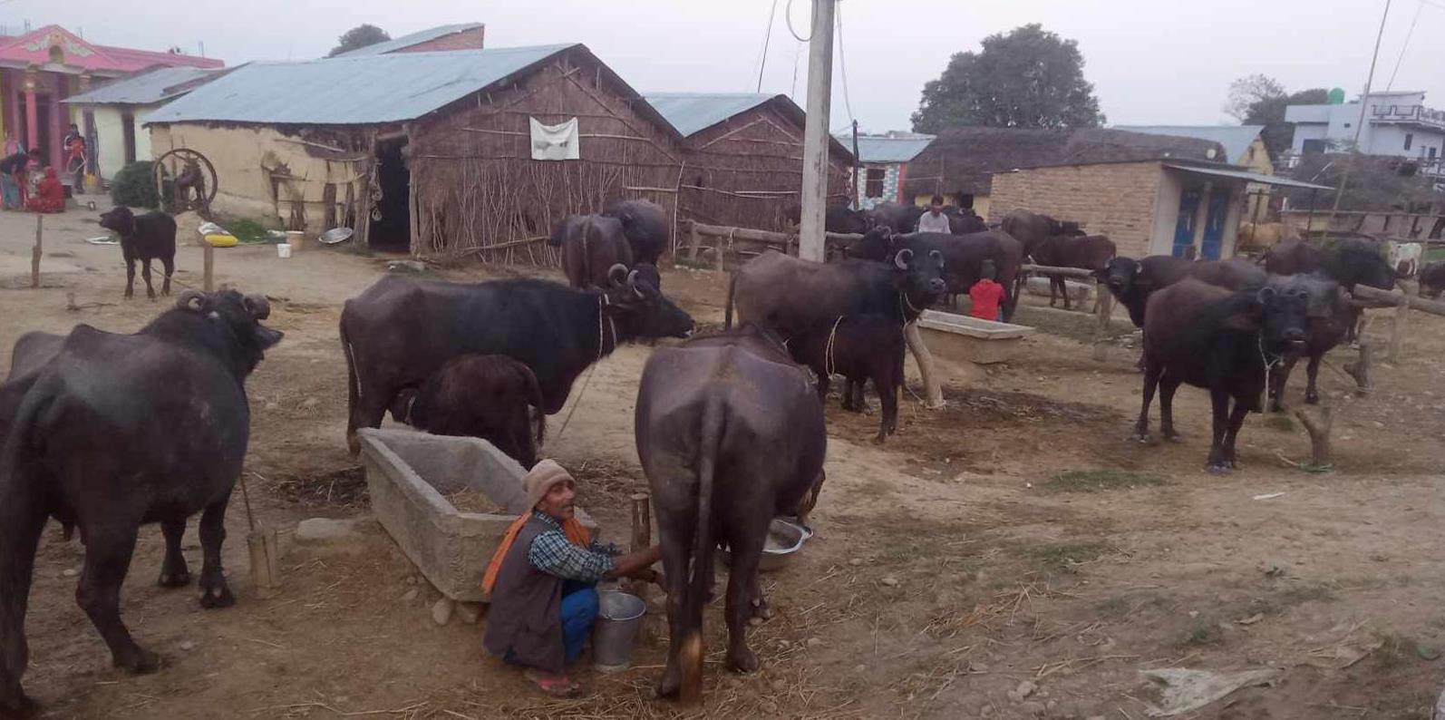 भैँसीपालनबाट मनग्य आम्दानी गर्दै दाङका यादव, डेढ लाखसम्म मासिक कमाइ