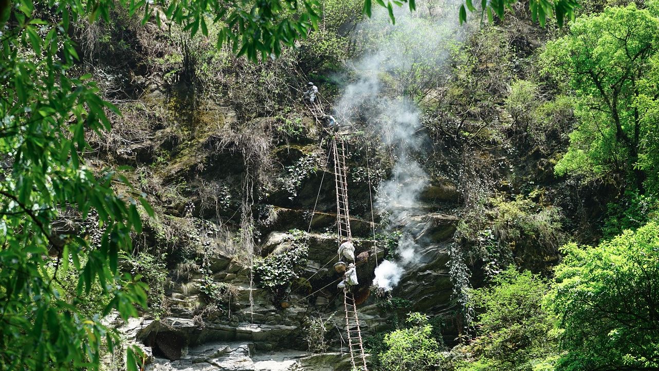 घट्यो भिरमहको उत्पादन 