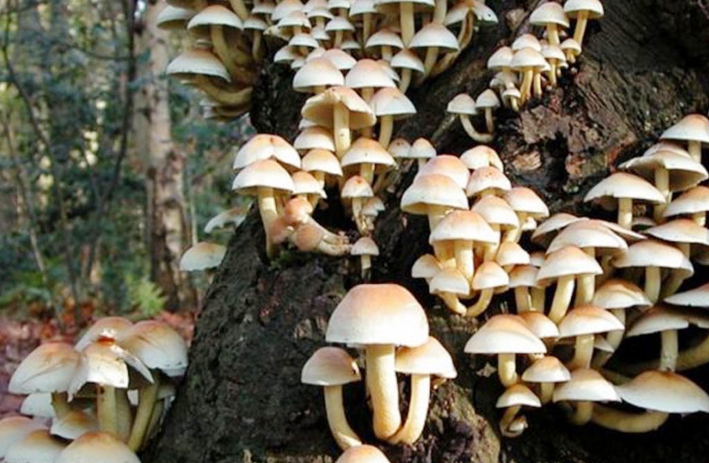 झापामा जंगली च्याउ खाँदा एकै परिवारका ११ जना बिरामी