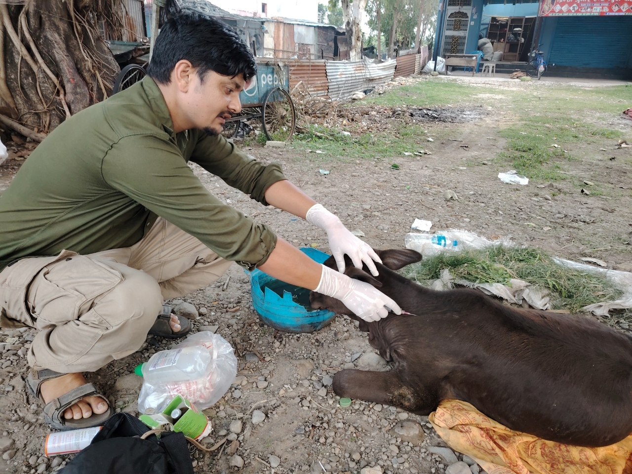 घाइते छाडा चौपायाको उद्धार र उपचारमा खटिइरहेका विष्णु