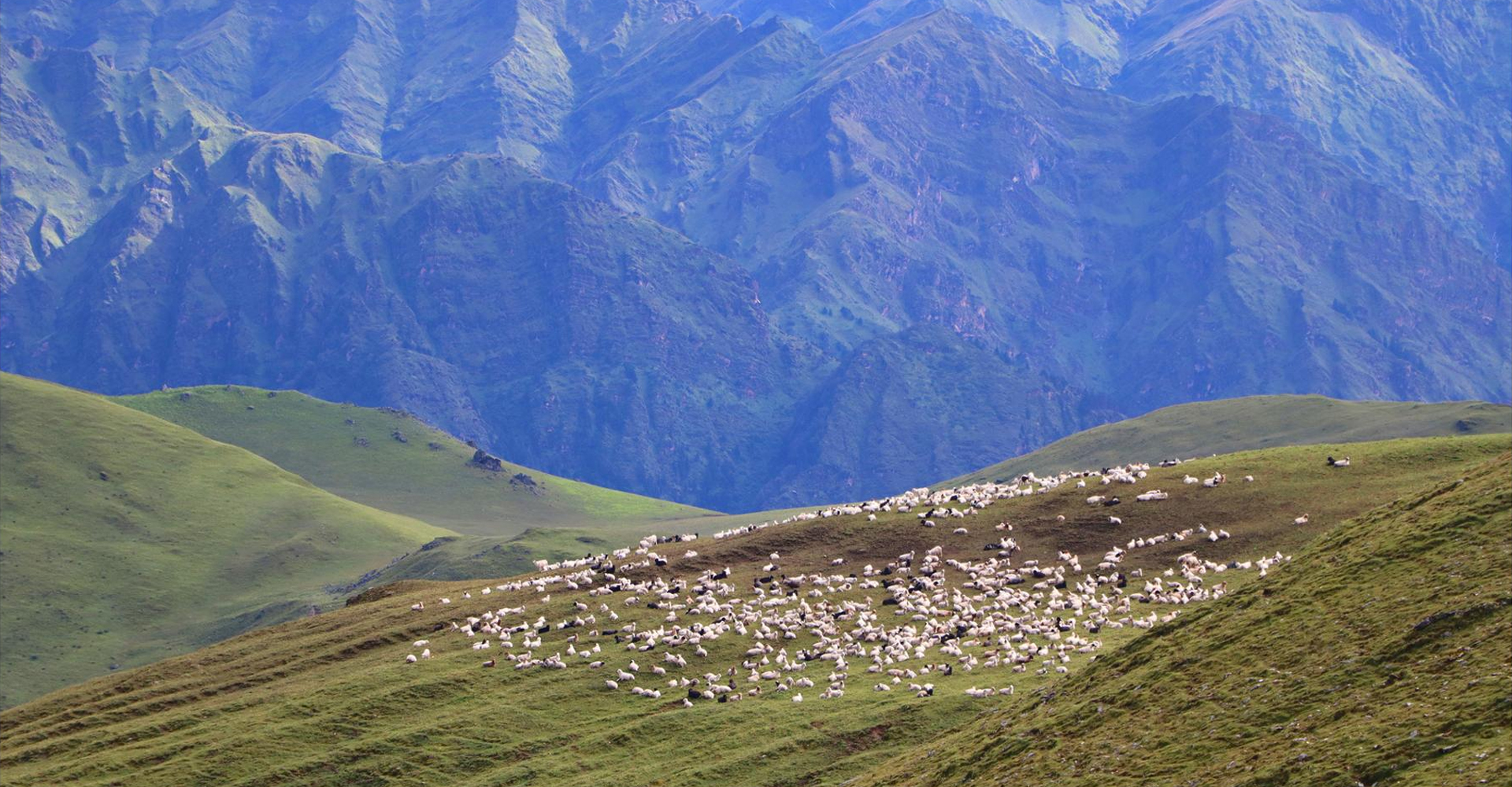 पर्यटकलाई आकर्षित गर्ने बुकीपाटनका भेडीगोठ