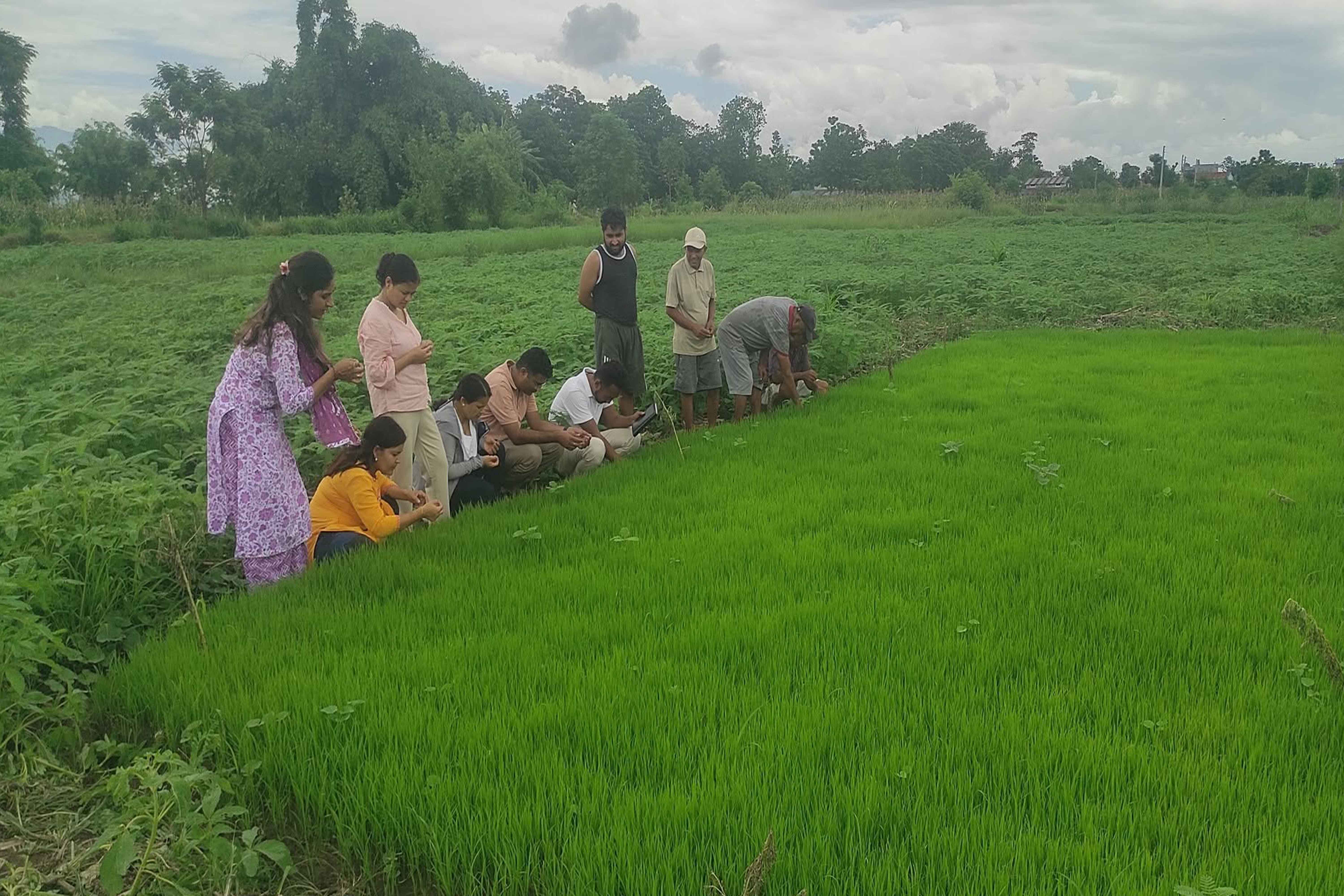 चितवनमा धानको ब्याडमा खैरा रोग र गवाराको प्रकोप