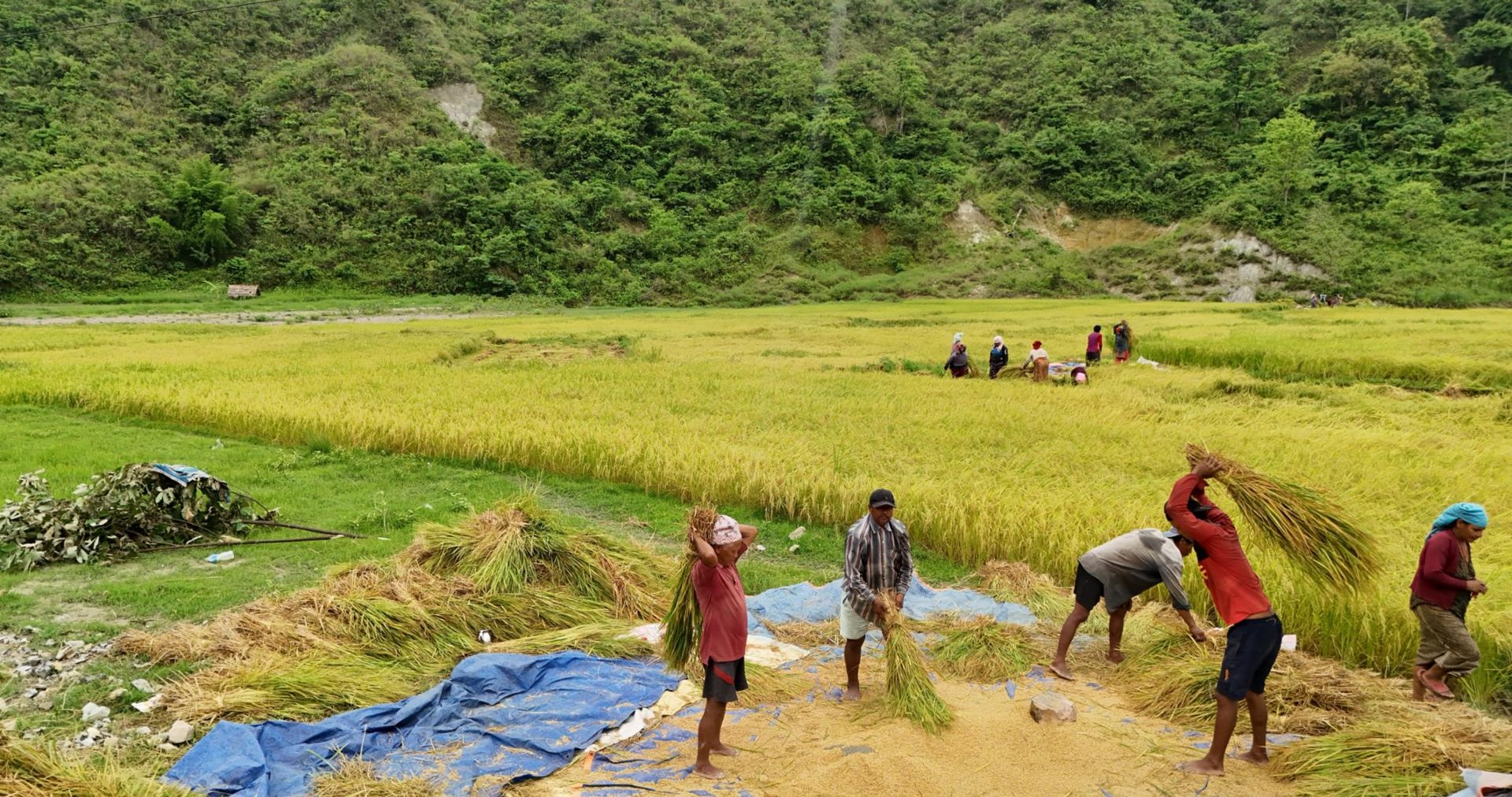 चैते धान थन्क्याउने चटारोमा किसान