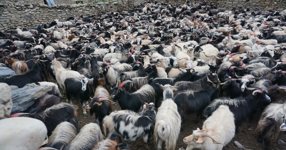 दसैं-तिहारमा च्याङ्ग्रा बेचेर मुस्ताङमा भित्रियो ३५ करोड रुपैयाँ