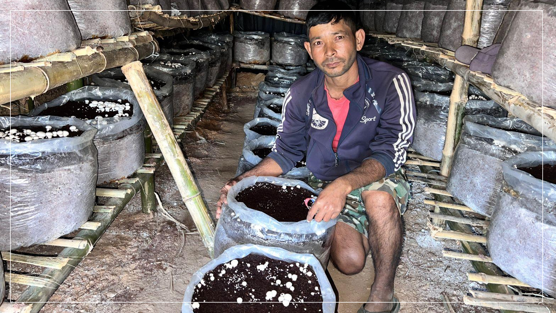 डोटीमा गोब्रे च्याउको व्यावसायिक उत्पादन सुरु