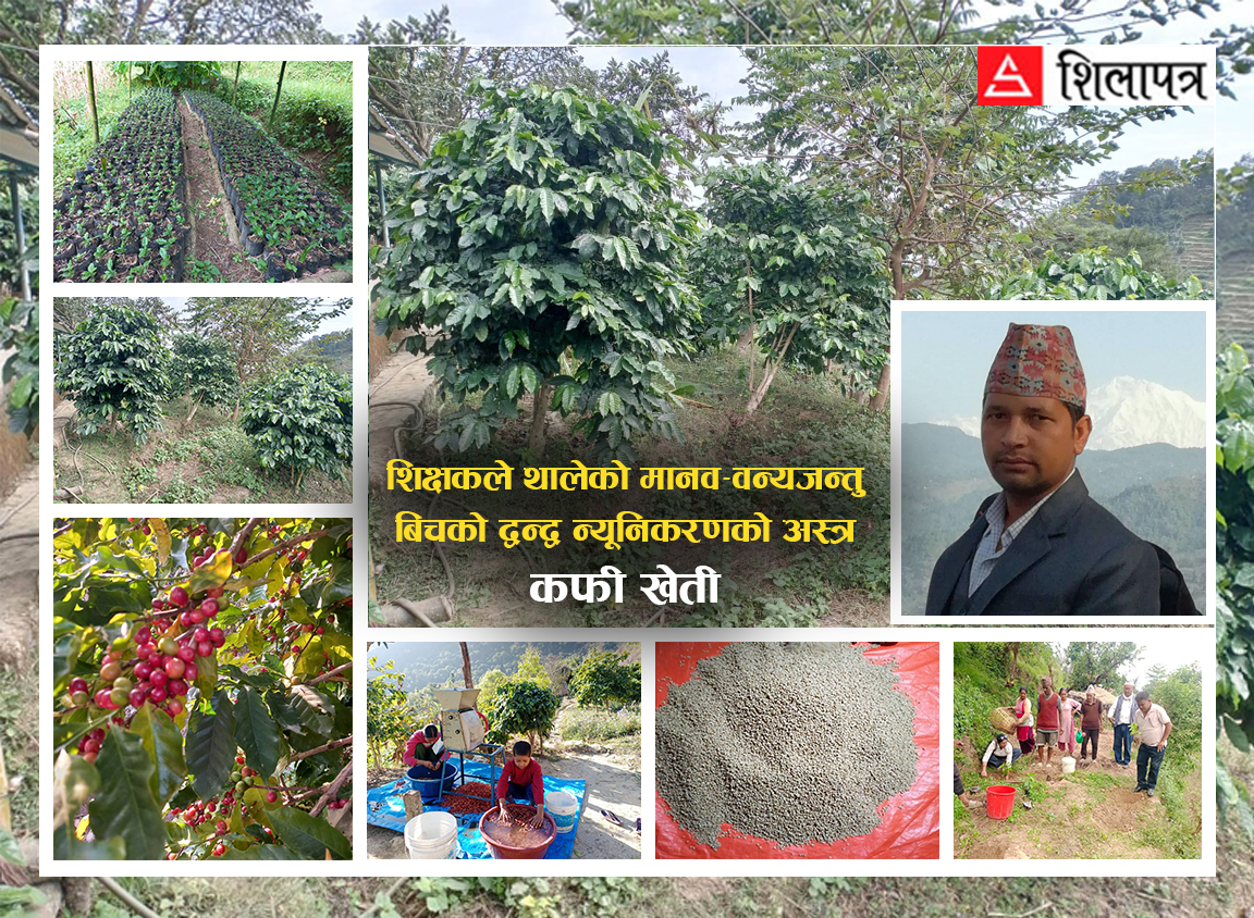 बर्दिया राष्ट्रिय निकुञ्जको उत्तरी क्षेत्रमा मानव–वन्यजन्तुबीचको द्वन्द्व रोक्ने शिक्षकको अस्त्र ‘कफी खेती’