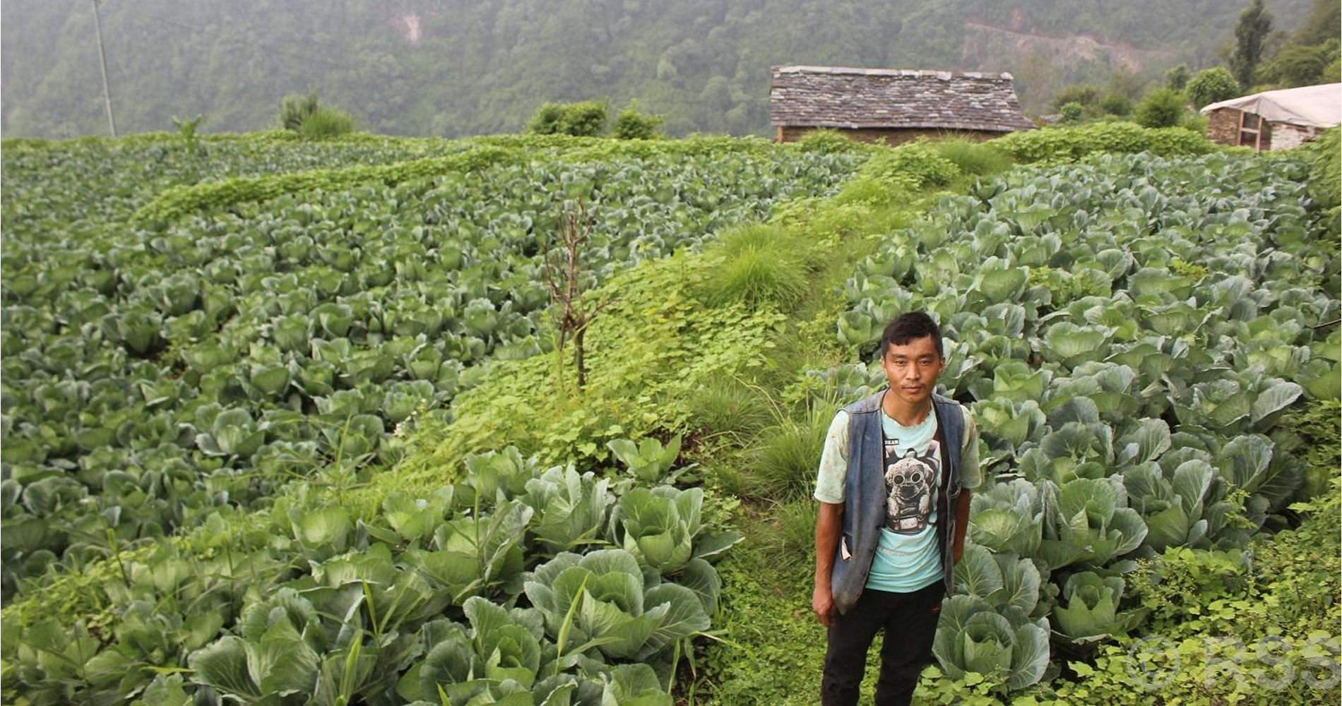 दलवीरको बेमौसमी बन्दाखेती