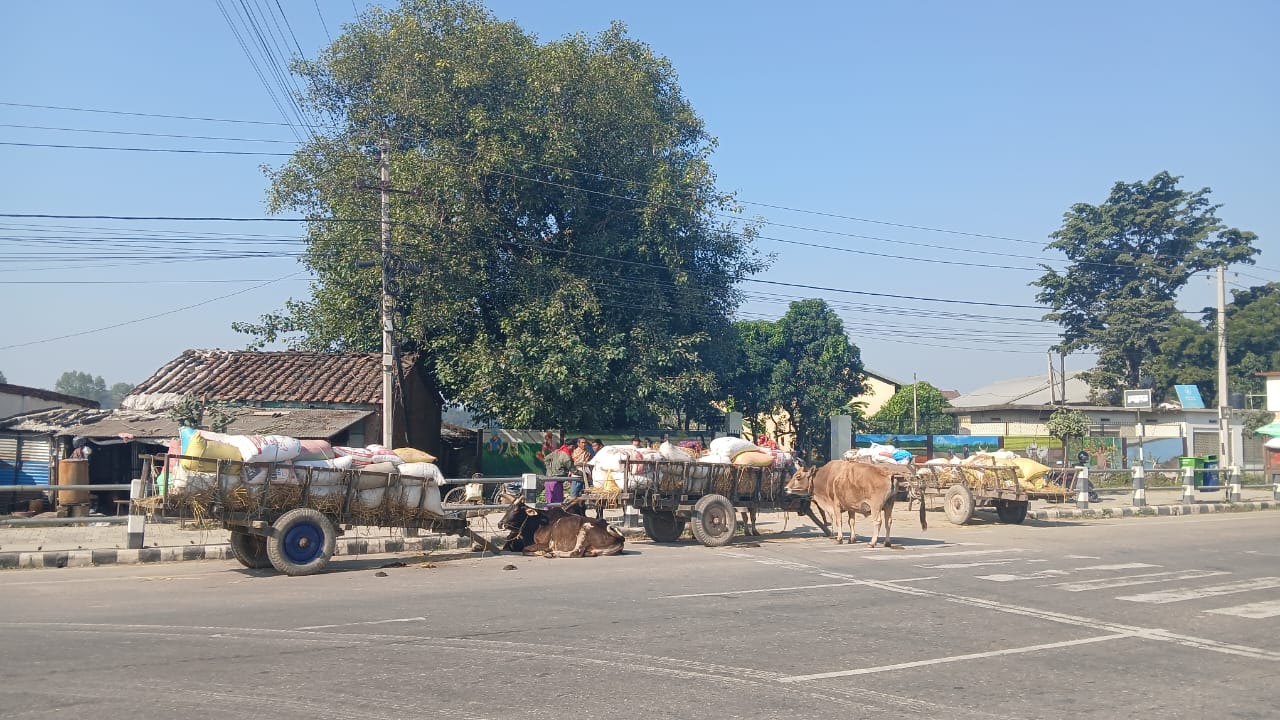 कैलालीमा कोटा सकिएको भन्दै खाद्यले धान खरिद रोक्यो, चिन्तामा किसान 