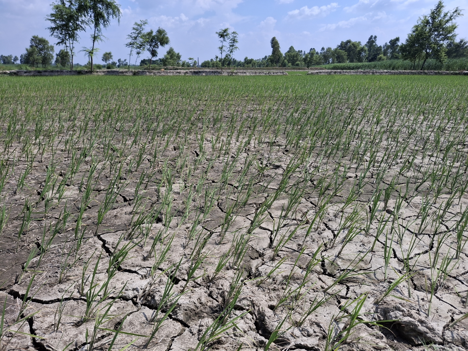 खडेरीले धान उत्पादन घट्ने चिन्ता, आकाशे पानीकै भरमा मधेशमा ५१ प्रतिशत रोपाइँ 