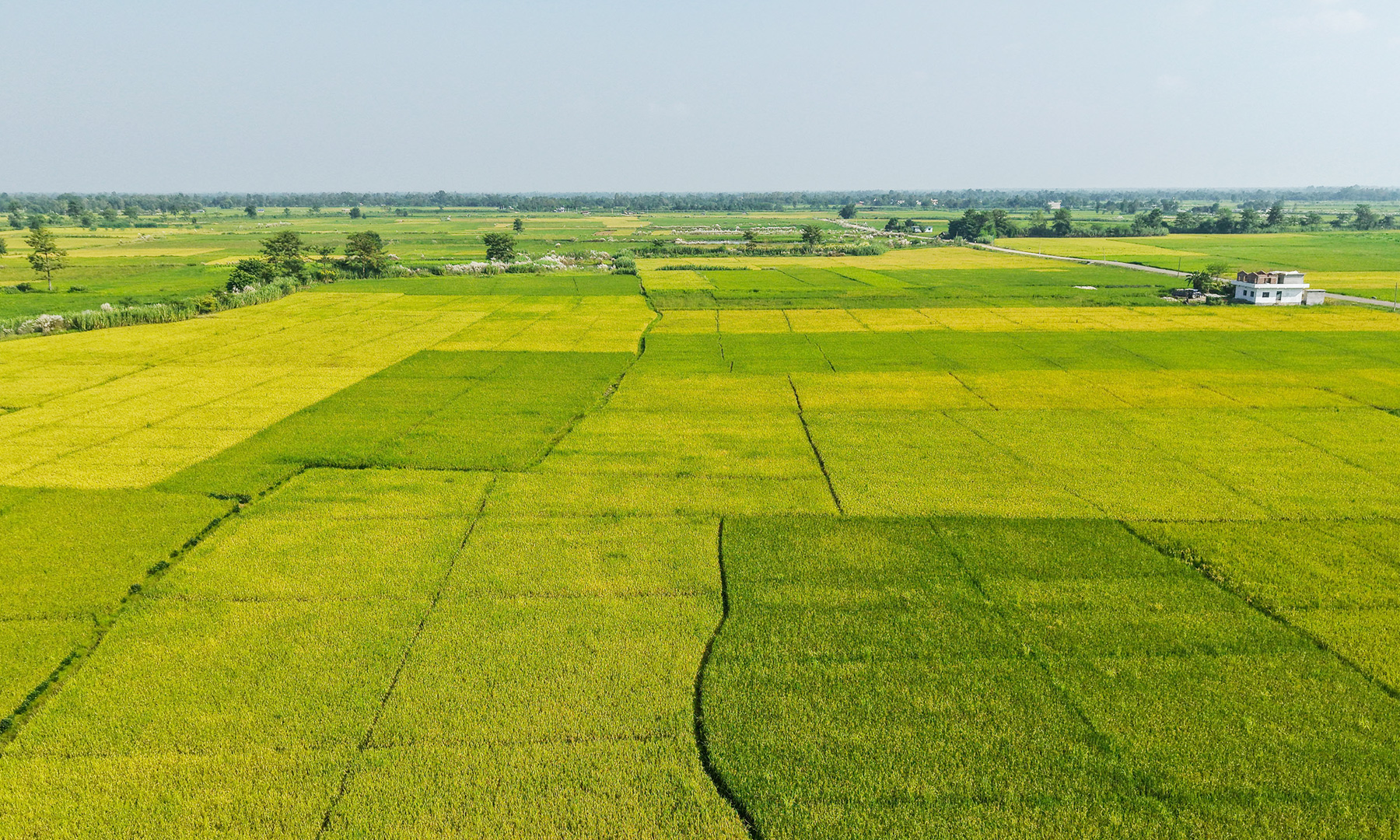 तस्वीरमा ‘अन्नको भण्डार’ बर्दियामा लहलह झुलेका धानको फाँटहरू